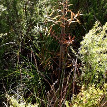 NATIVE BUSH RESTORATION - LEARN MORE