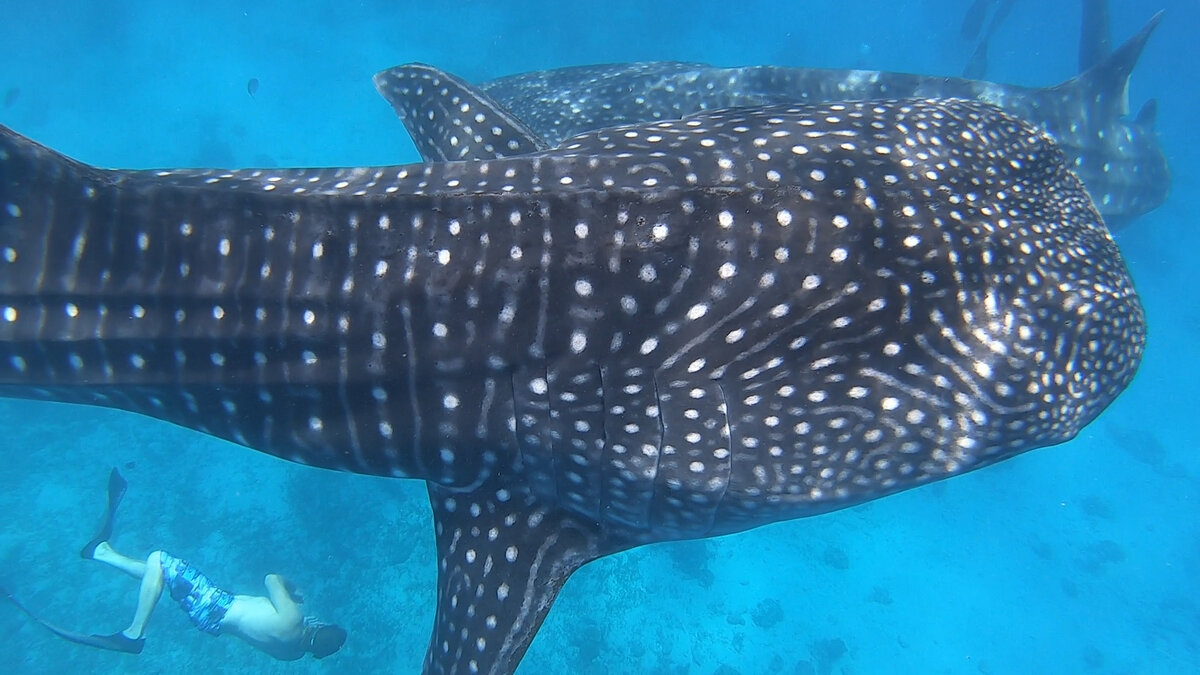 Diving in the Philippines Dive Zone Whitianga