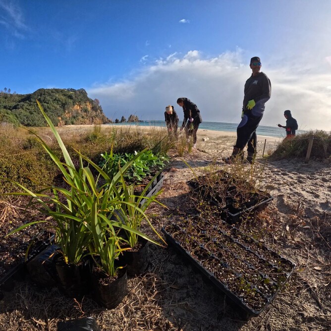 SAND DUNE PLANTING  & RUBBISH REMOVAL - Otama Beach 2023