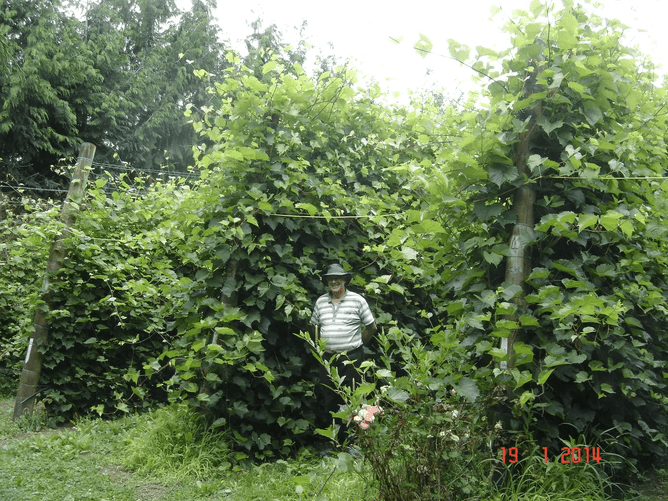 Grapevines grown for cuttings, Manawatu.