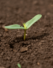 Nitrogen complexities