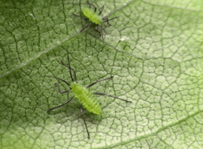 Profit Not Production: There's No Cure, But There Is A Better Way