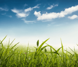 Decrease Nitrogen and Increase Profit