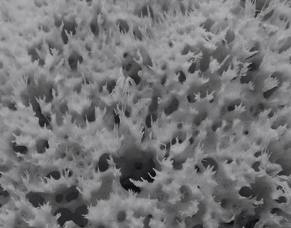 The Cosmedix Deep Sea Peel