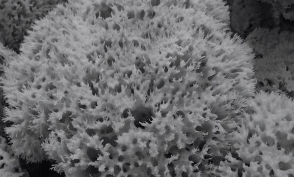 The Cosmedix Deep Sea Peel