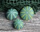 Li&#039;l Urchins Collection - Handpainted Stones