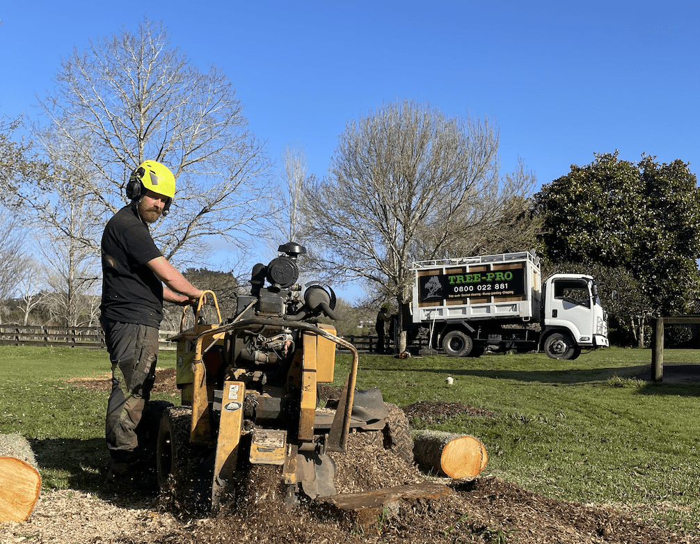 Tree Removal Service Christchurch