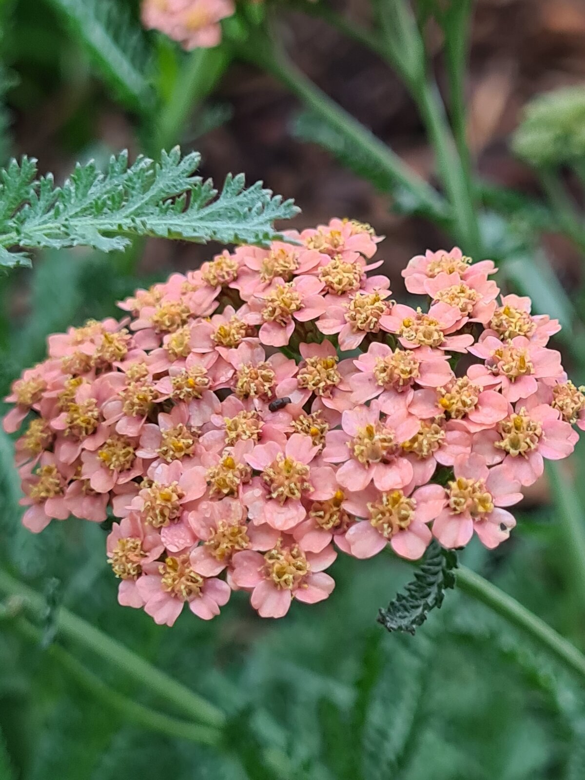 Perennials Plants Library New Zealand Villaleigh Plants