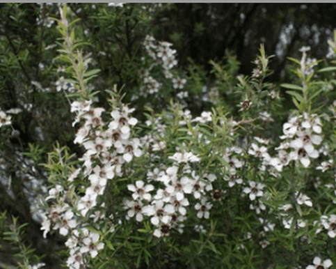 Our Manuka Honey from Great Barrier Island and well proven to have unique antibacterial properties, combined with the ability to soothe and heal dry and damaged skin. This makes it an important ingredient in many of our products.
