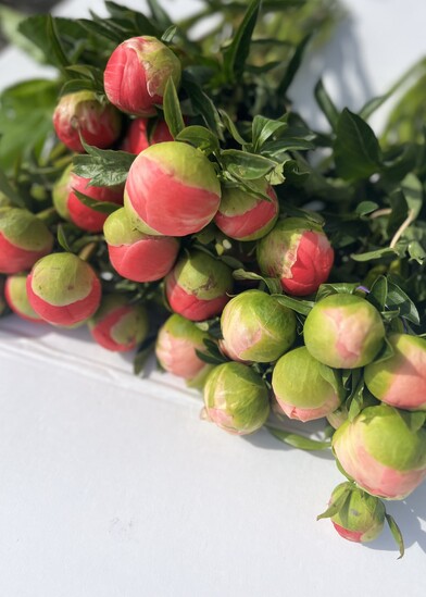 Fresh seasonal bouquet for Albany flower delivery by Flowers by Joanne