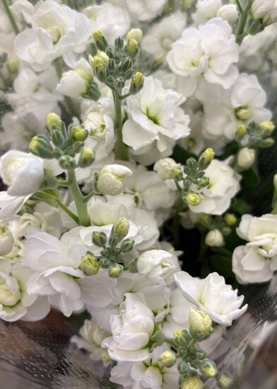 Sympathy flower delivery in Orewa and surrounding suburbs