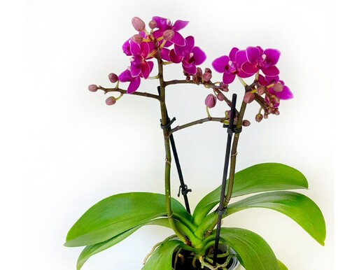 Greenery | Living Decor | Nature’s Touch | Botanical Beauties