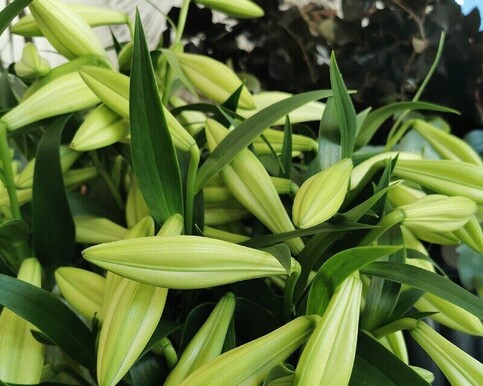 Elegant white lilies from Millwater florist Flowers by Joanne