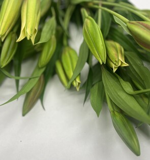 Long-Lasting Lilies Delivered Auckland