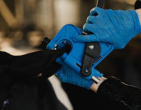 LIC Backs Future Herd Owners By Supporting The New Zealand Dairy Industry Awards