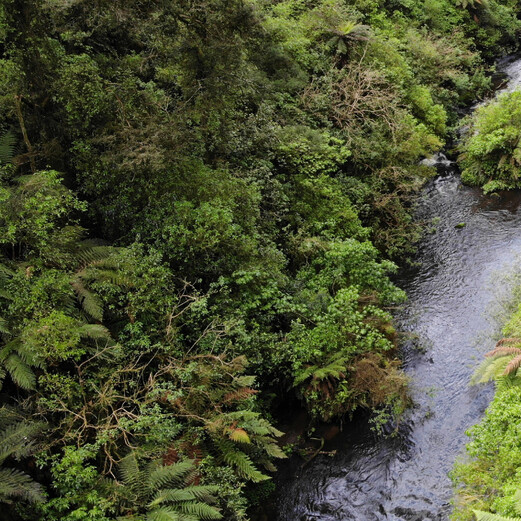 Pokaiwhenua Stream 