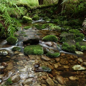 Tangi & Unveiling - Koha for residents and ratepayers of Opoutere Hikuai and Onemana. Otherwise please contact us.