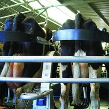 Rotary Feeders Bay of Plenty