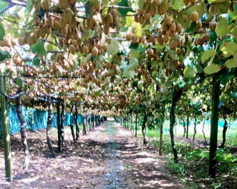 Kiwifruit Frost Protection Bay of Plenty