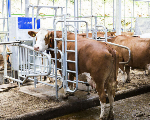 Feeding & Animal Welfare Bay of Plenty