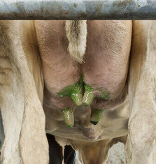 Vacuum Systems Bay of Plenty