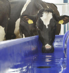 Milk chillers Bay of plenty