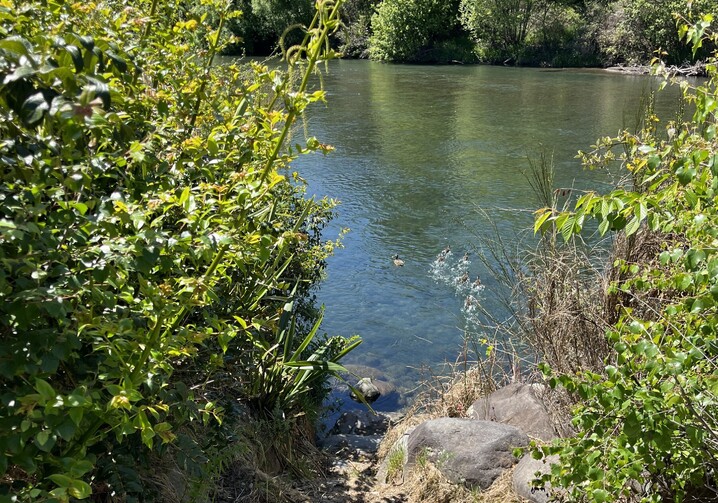 Turangi BnB natural beauty surrounded by bush and the Tongariro River