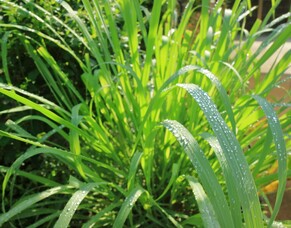 Uses Of Lemongrass Essential Oil, And Why You Need It In Your Home