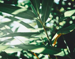 Eucalyptus oil: A powerful natural remedy for cold, cough and flu you must have in your NZ home