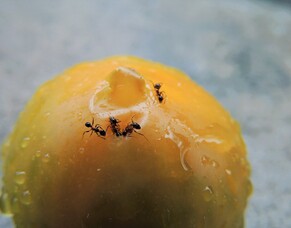 How to get rid of household bugs naturally