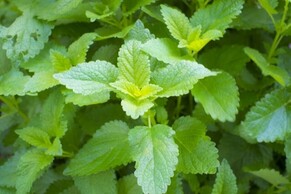 The power of peppermint essential oil