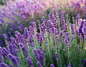 5 best Essential Oils that help you during lockdown