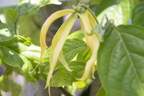 Ylang Ylang Essential Oil: Discover Its Powerful Uses and Benefits