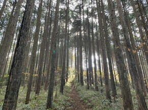 Introducing Hinoki Essential Oil