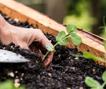 plant peas in spring