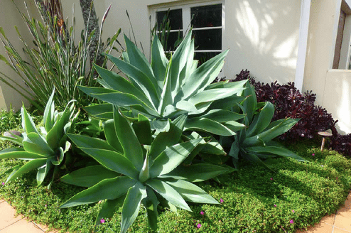tropical corner garden