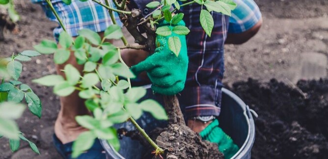 plant roses