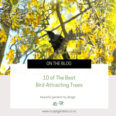 10 of The Best Bird Attracting Trees