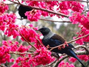 Ideas For Your New Years Garden