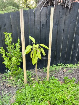 symptoms of drowned plants