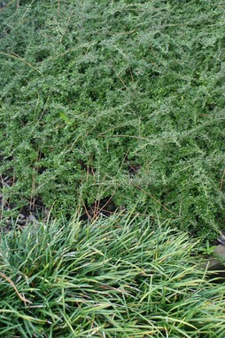 groundcover plants