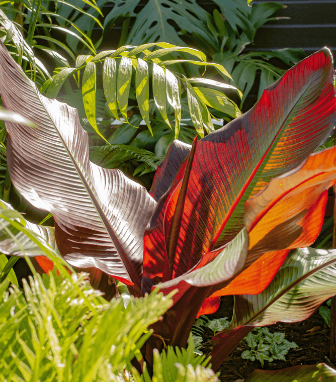canna lilly in tropical garden