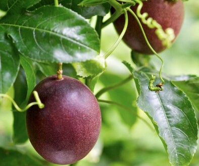 passionfruit auckland