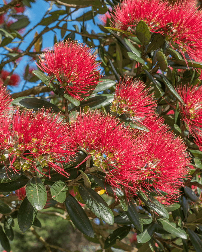 How to grow bottlebrush: give your garden an exotic touch with these  low-maintenance plants