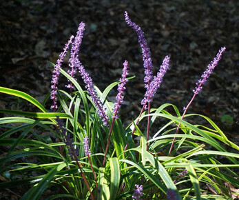 liriope for front border edging