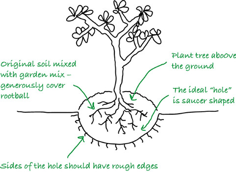 How to plant a tree in clay soil