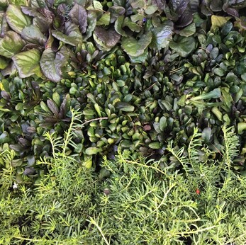 groundcover foliage