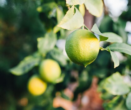lemon tree