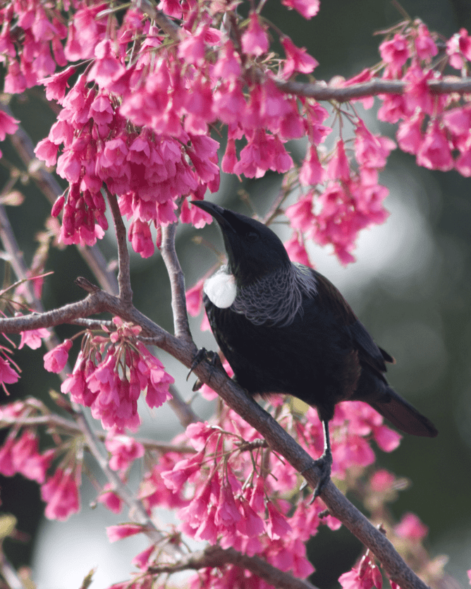10 of The Best Bird Attracting Trees