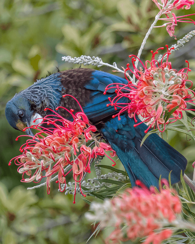10 of The Best Bird Attracting Trees